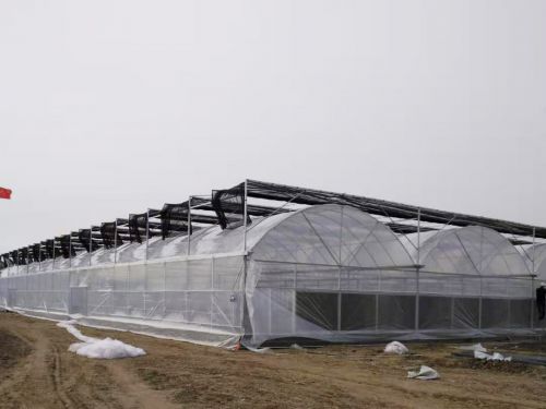 陽(yáng)光板溫室